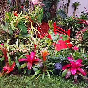Séjour chez l'habitant Paradise At Anthurium Hale 